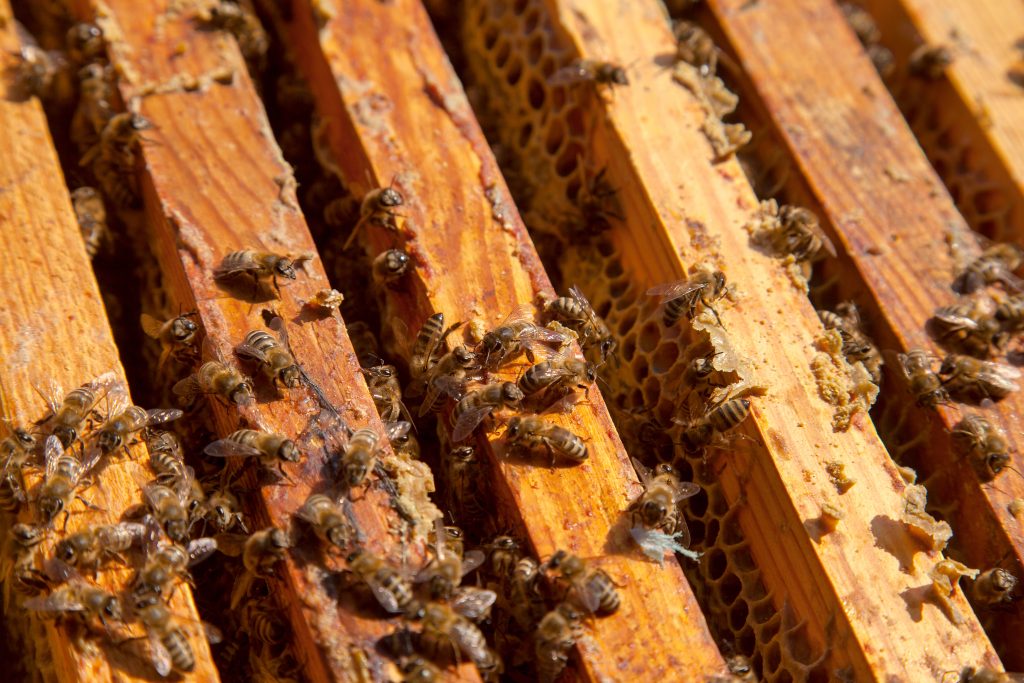 Frames of a beehive. Close up view of the opened hive body showing the frames populated by honey bees.