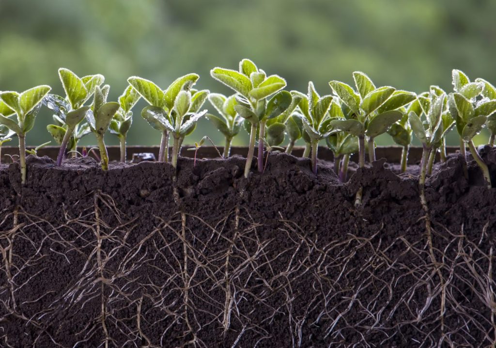 Fresh green soybean plants with roots