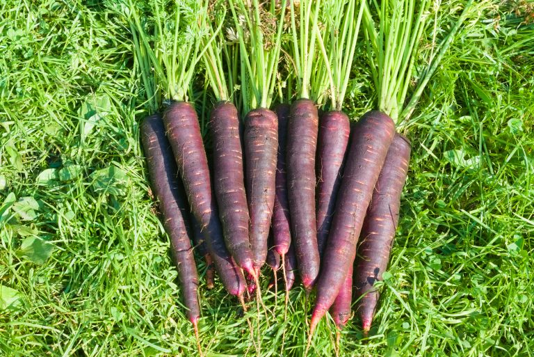 Freshly harvested dark purple carrots on the grass in the garden. Farmer season