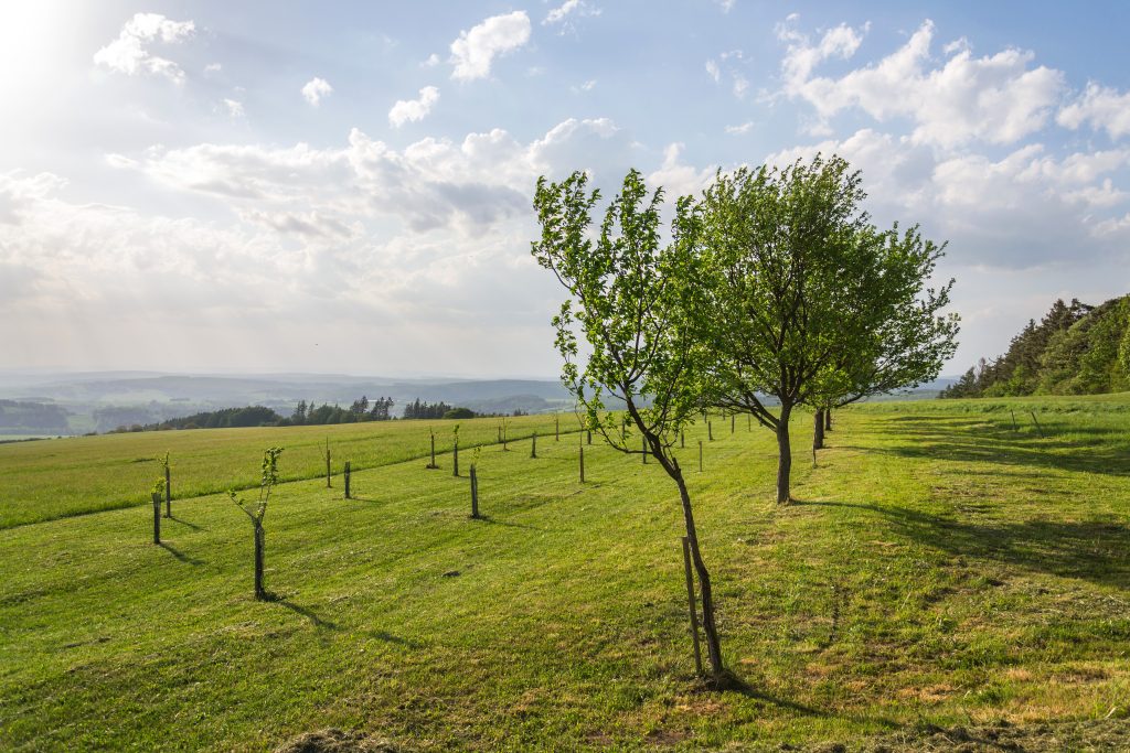 Fruit trees in beautiful green traditional orchard, organic farming, sunny summer day, healthy lifestyle concept, copy space on clear blue sky, green grass