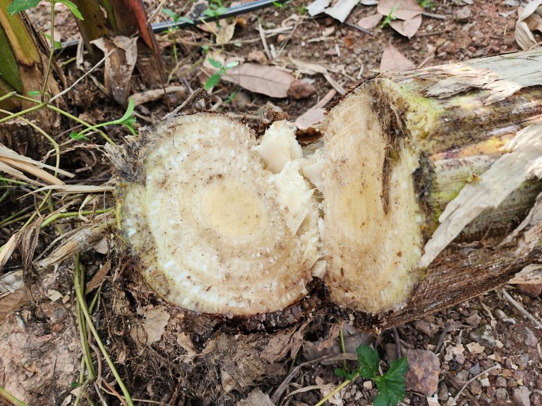 Fusarium oxysporum is a common soil-borne fungus. There are many species of the disease. The spread of the disease spreads throughout the plant, causing yellowing of the top leaves.