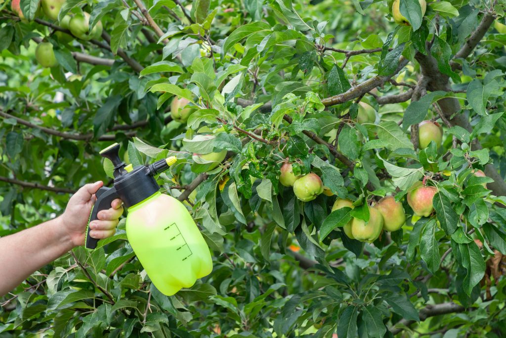 Gardener applying insecticidal fertilizer for fruit apples and protects against fungus and pests. Treatment of apple tree branches with a fungicide against pests. Spraying plants with a sprayer.