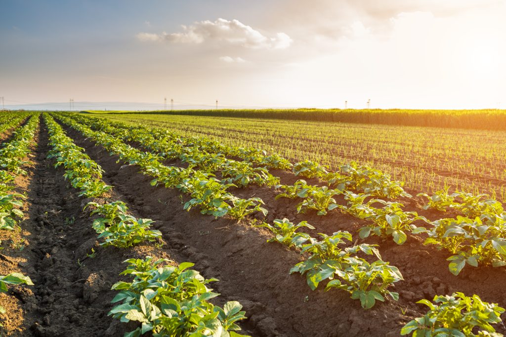 Green field of potato crops in a row