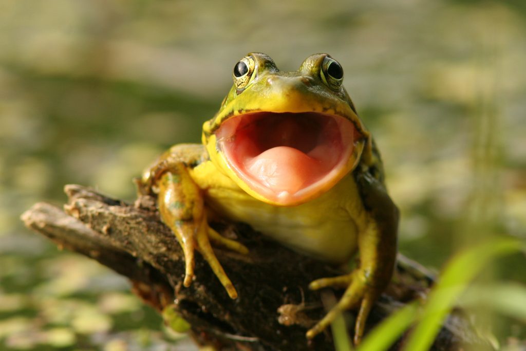 Green Frog with mouth open preparing to catch an insect