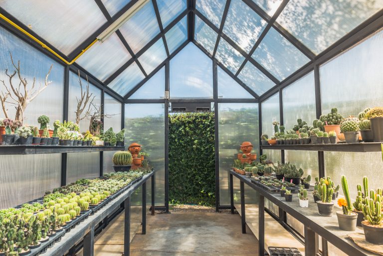 Green house with cactus