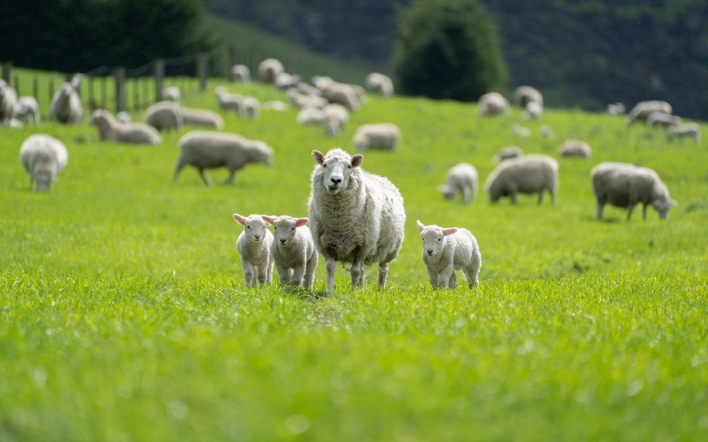 Green paddock with Sheep and lambs on a New Zealand farm