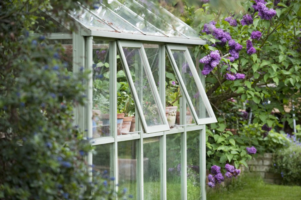 Greenhouse in back garden with open windows for ventilation