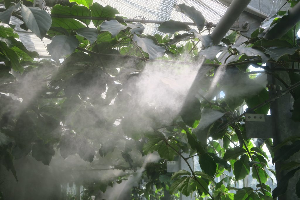 Greenhouse with automatic sprinkles making orchids growing nicer. Very calm and interesting place with sprinkling fog from time to time.