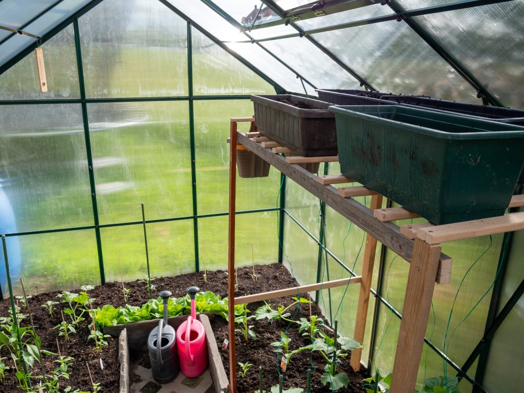 greenhouse with seedlings in the spring