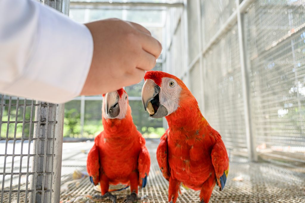 Hand feeding Scarlet macaw with peanut in cage on tropical rainforest