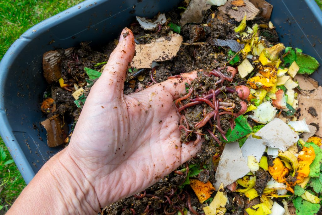 Hand holding worms in a worm composter with food waste