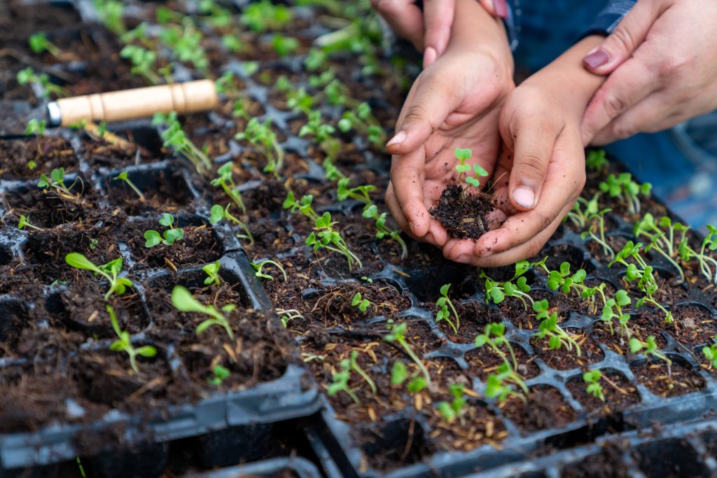 Hands of little African child boy and mother holding soil during growing organic vegetable in greenhouse garden. Parents and little child kid gardening healthy food for sustainable living at farm.