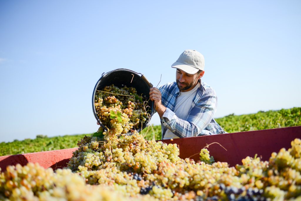 handsome man farmer in the vine, harvesting grapes during wine harvest season in vineyard