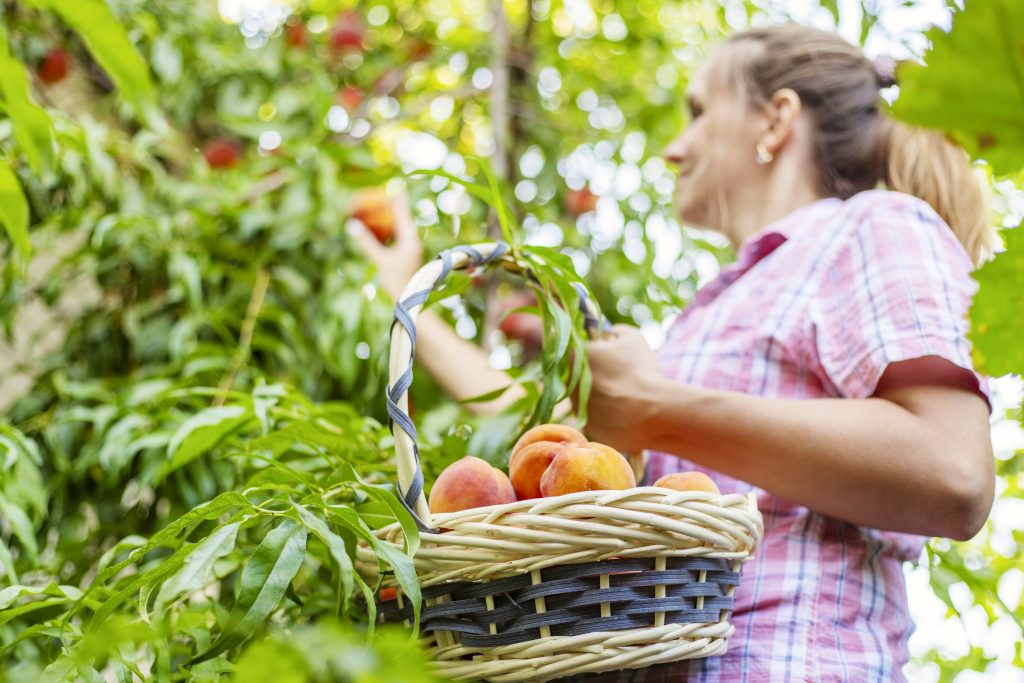 Harvesting peaches. Woman farmer picks ripe peaches from tree into basket in the garden.