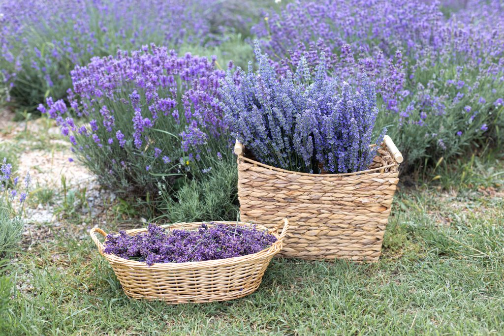 Harvesting season. Lavender bouquets and basket