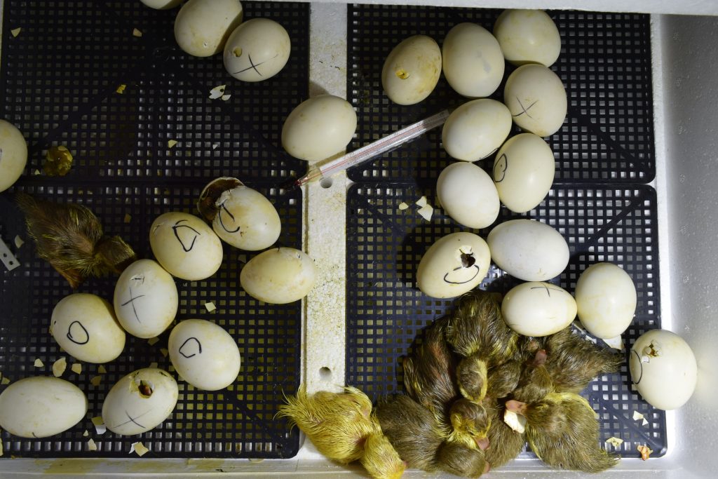 Hatching of eggs of ducklings of a musky duck in an incubator. Cultivation of poultry.