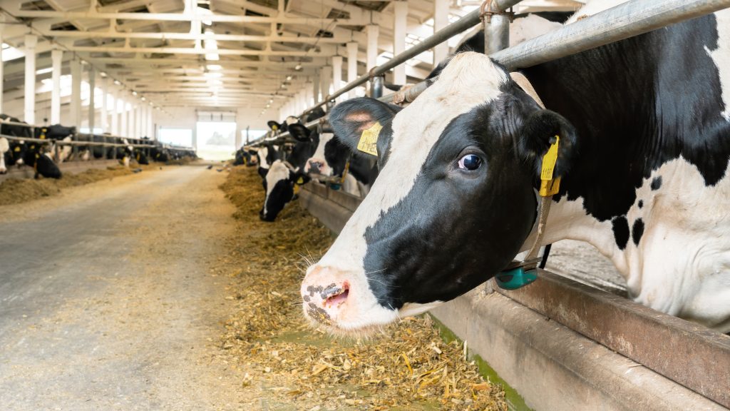 Head of a cow close-up. A cow stands in a barn on a livestock farm. The use of dry feed, silage for feeding livestock. Raising cows on a dairy farm.