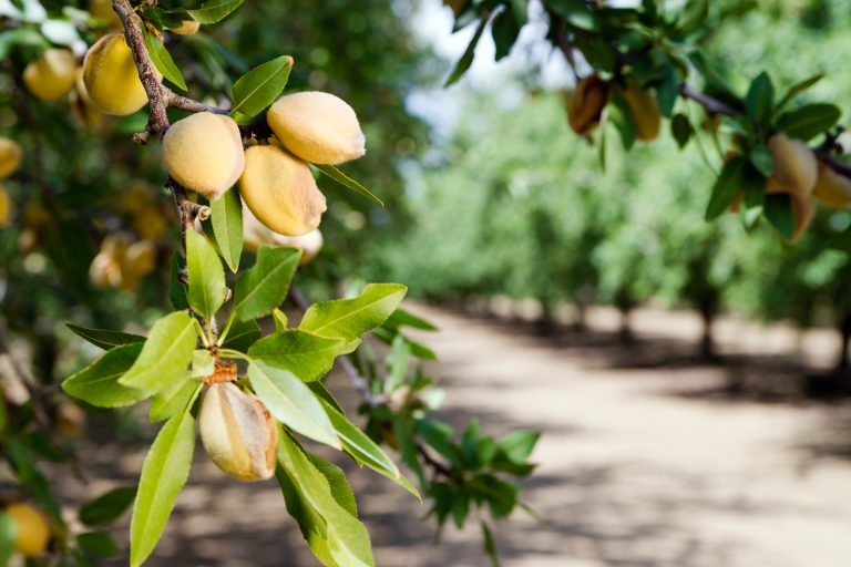 Healthy raw nuts still growing in the farmer's orchard