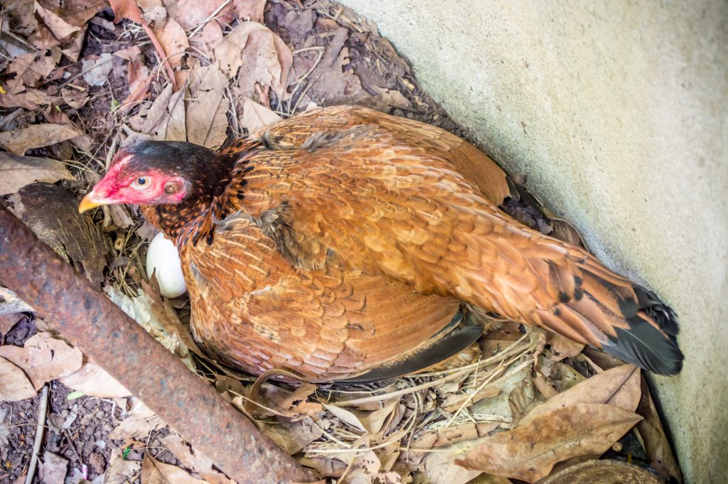 Hens are incubating eggs