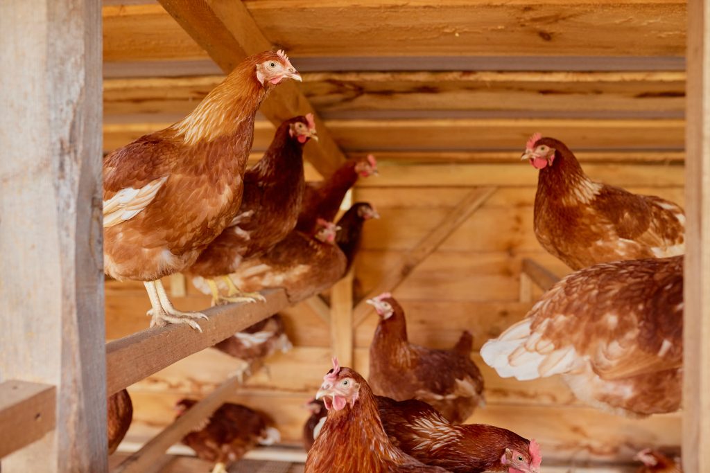 hens are sitting in the henhouse at the eco poultry farm, free-range chicken farm