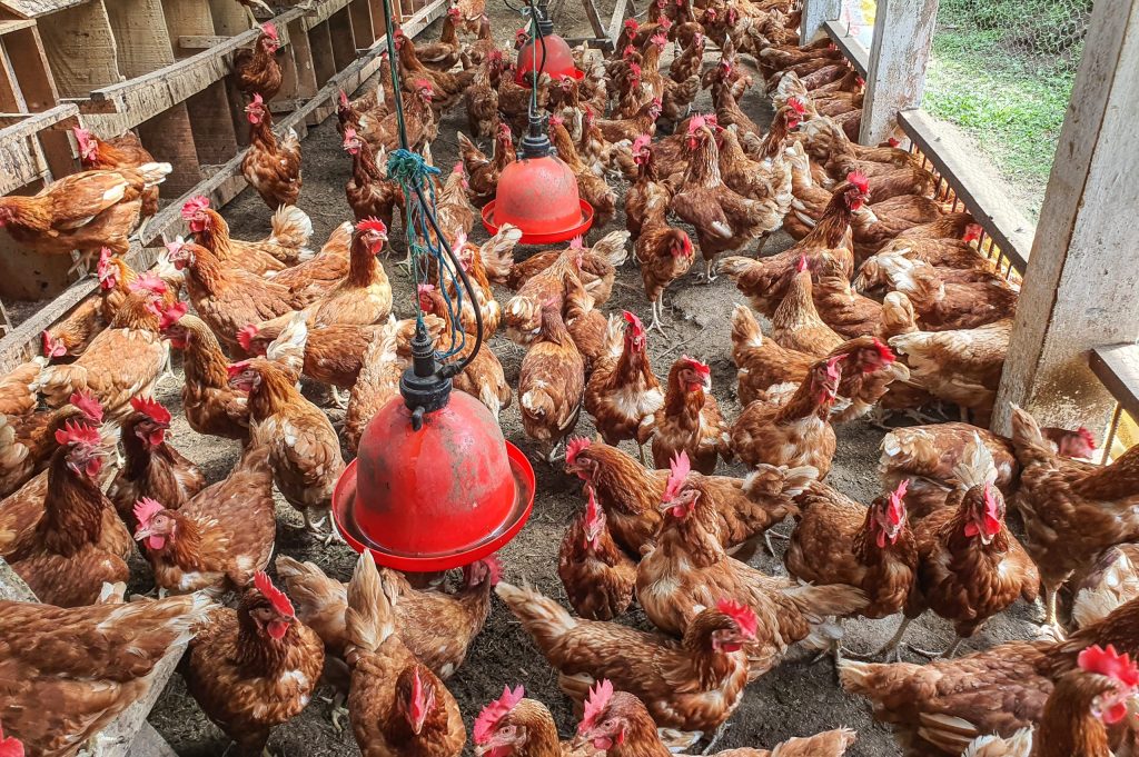 Hens laying eggs on the farm