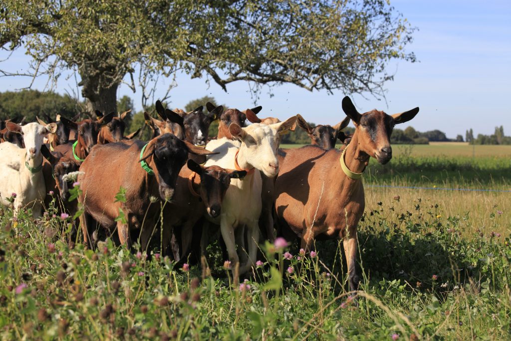 Herd of goats rushing back to their farm at milking time