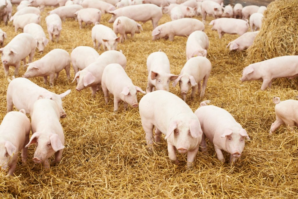 herd of young piglet on hay and straw at pig breeding farm