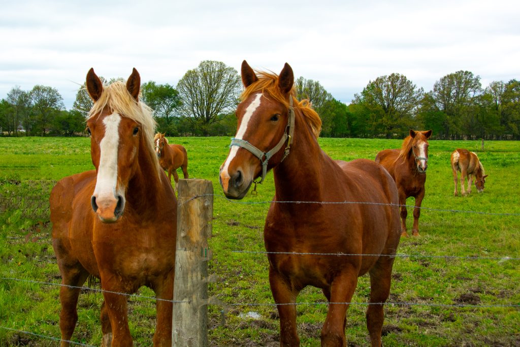 Horses-Shire Plow Horses-Amish Country Indiana