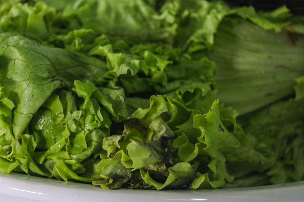 Hydroponic lettuce rotten. Food with expired expiration date. Lettuce deteriorated by the action of fungi and bacteria.