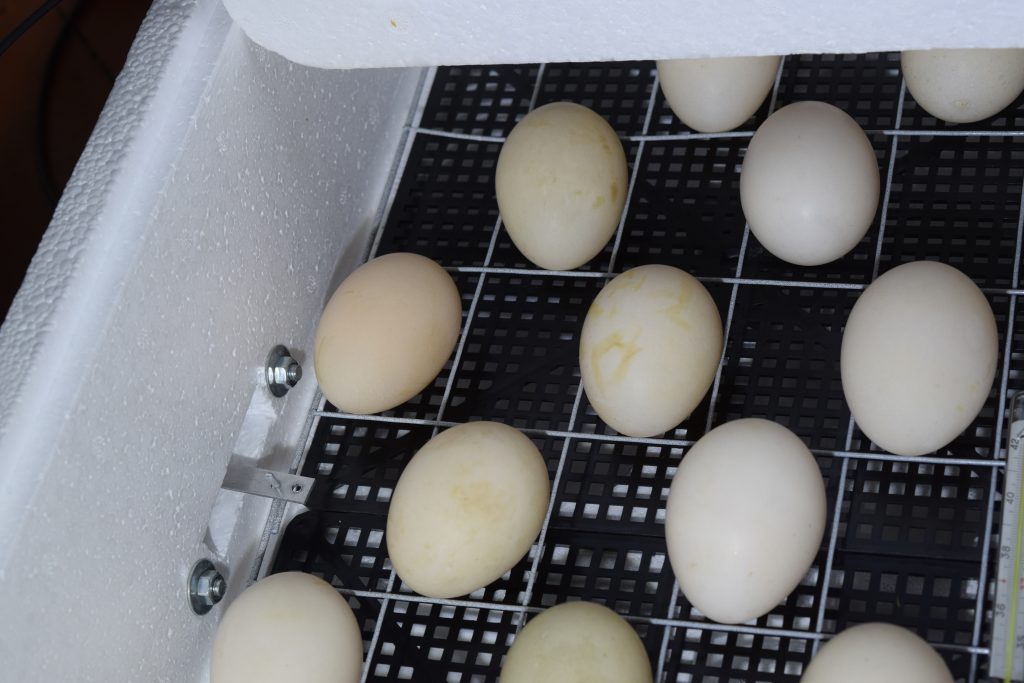 Incubator for a conclusion of chickens, ducklings and gooses. The mechanism of turn of eggs in an incubator.