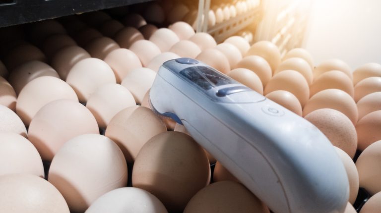 Infrared thermometers are used by quality control to measure the temperature of egg shells in egg incubation machines, egg shell measurement concept in hatchery.temlerature controlling.