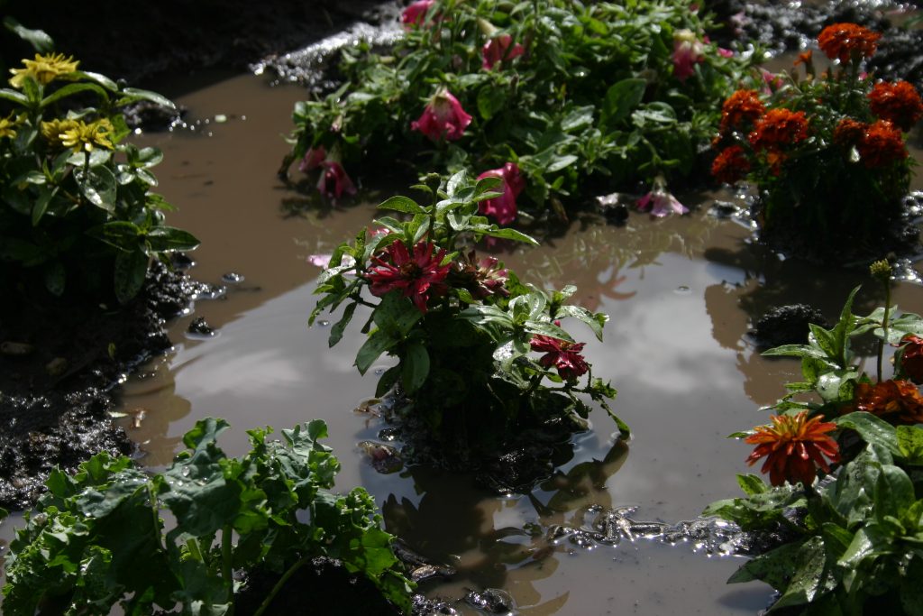 Inner city Terrace garden after heavy rain.