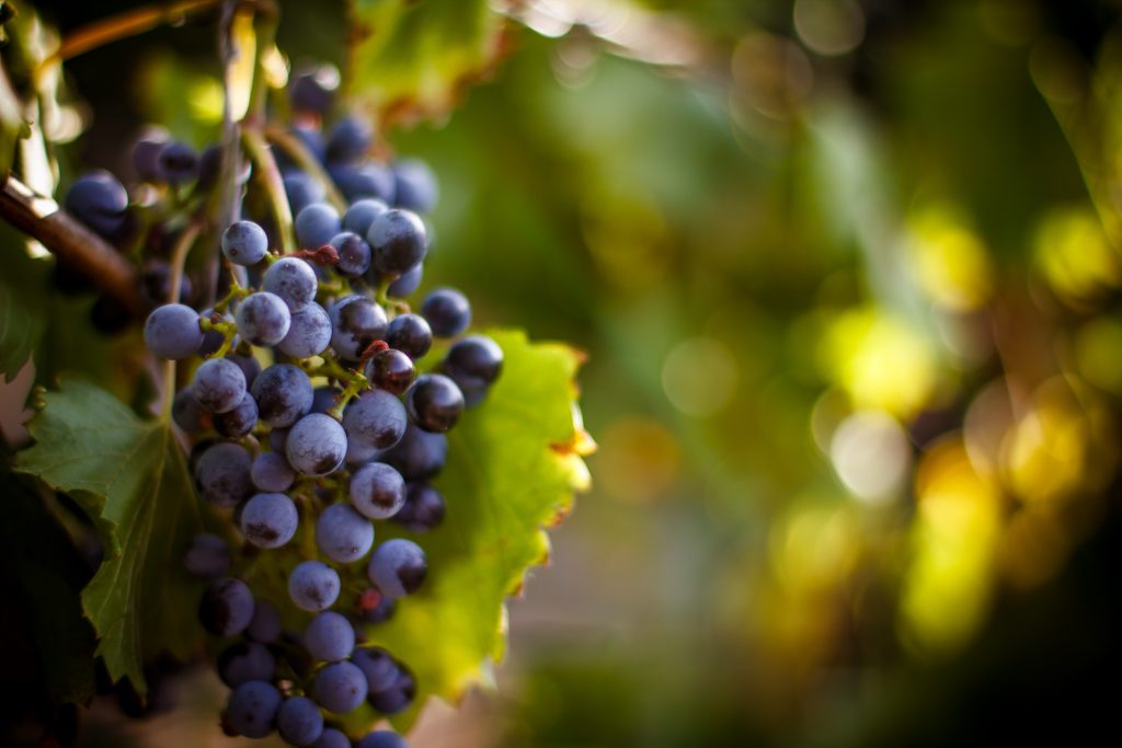 "Large bunch of red wine grapes hang from a vine, warm. Ripe grapes with green leaves. Nature background with Vineyard.  Wine concept"