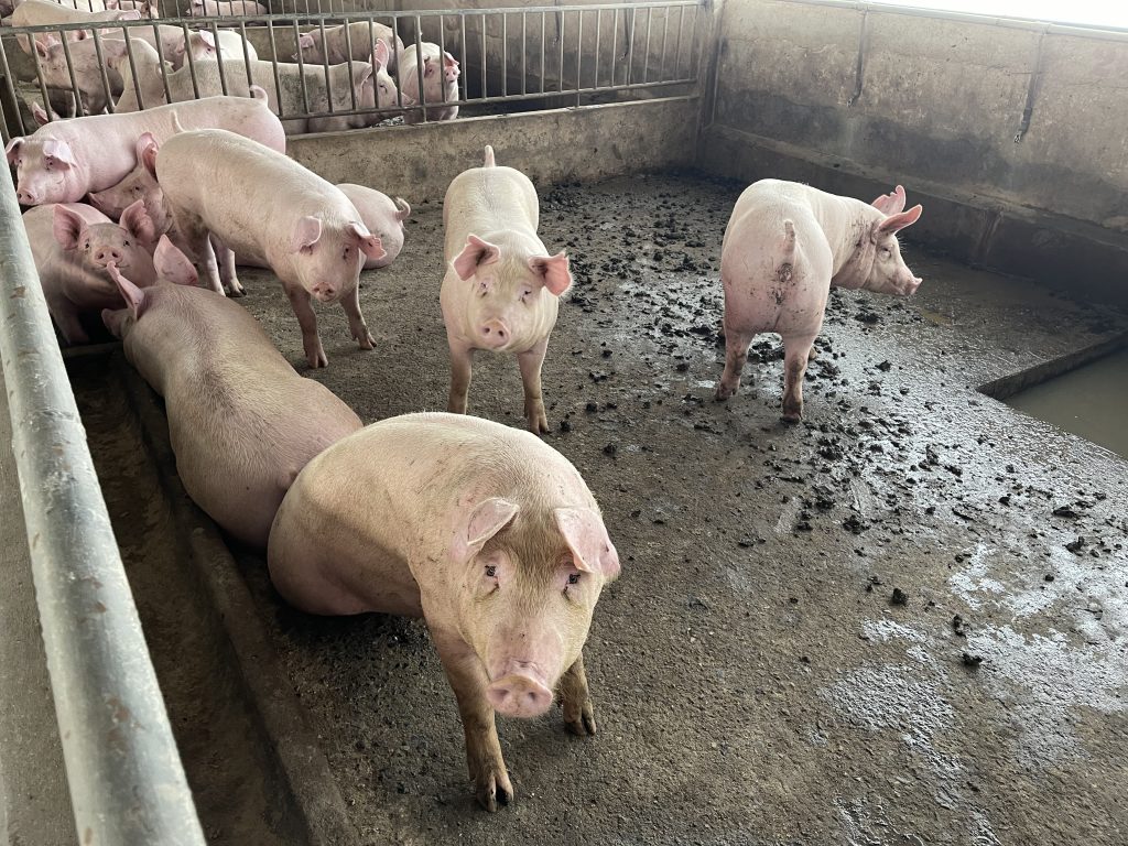 Large fattening pigs close to selling weight In the pig barn of a large farm