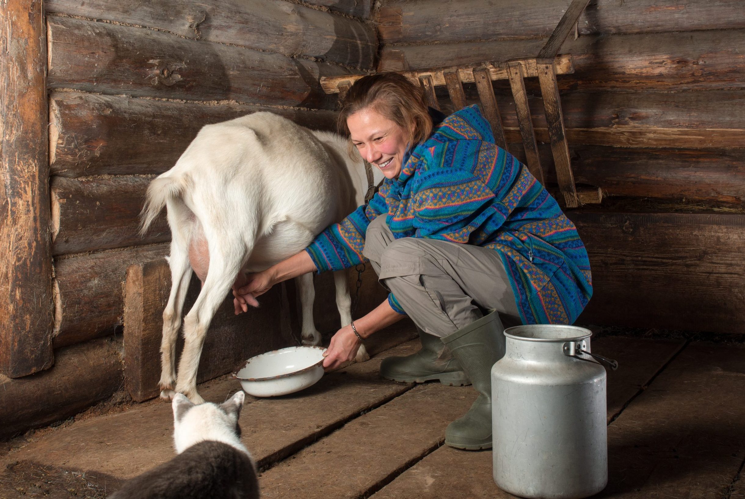 Laughing adult woman in boots and a jacket is holding a bowl in her hands and milking a goat next to a can and cat inside the cowshed