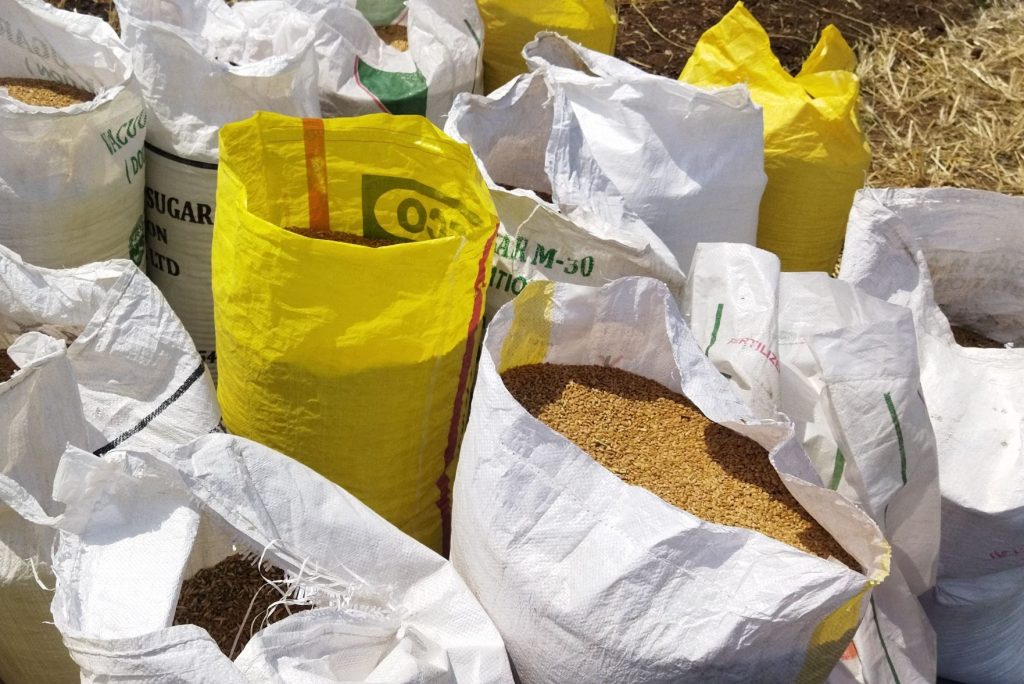 Madhya Pradesh, India – March 27, 2022: Close up of packaging of wheat grains in nylon bags