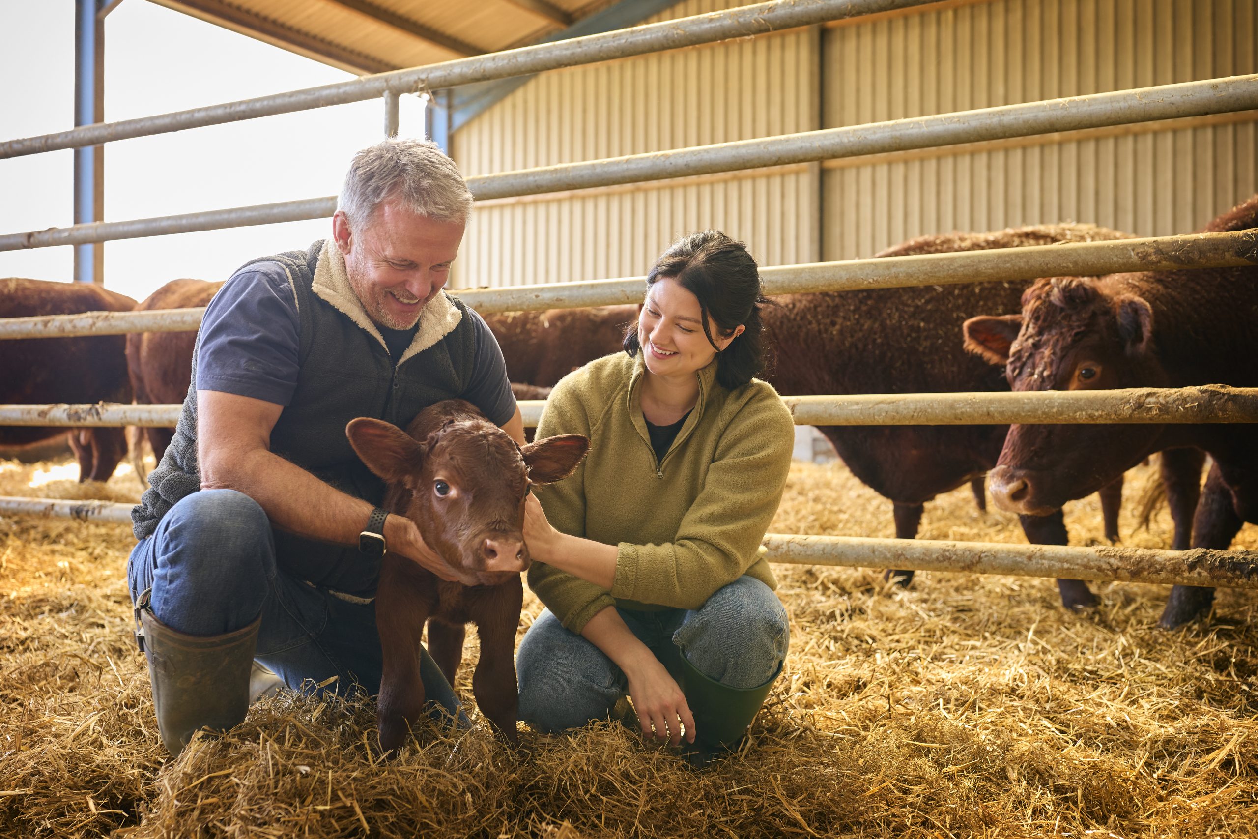 Male And Female Farm Workers Checking On Calf In Barn