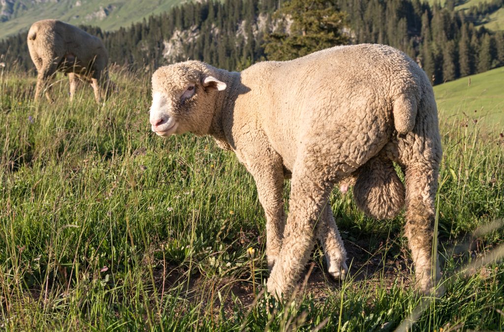 male sheep on a meadow in the swiss alps