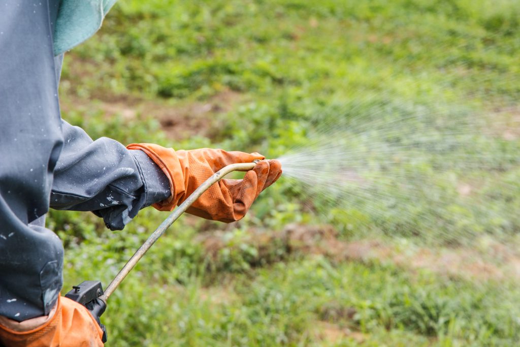 Man  is spraying herbicide in farm that has many weed