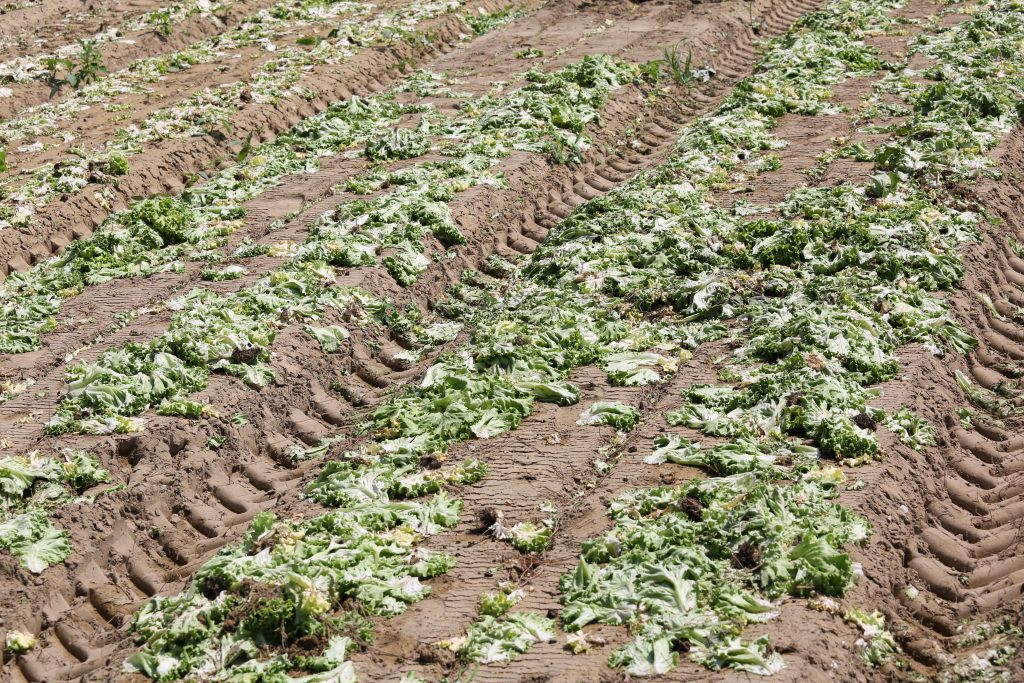 many rotten lettuce in the field after the environmental catastrophe in the cultivated field