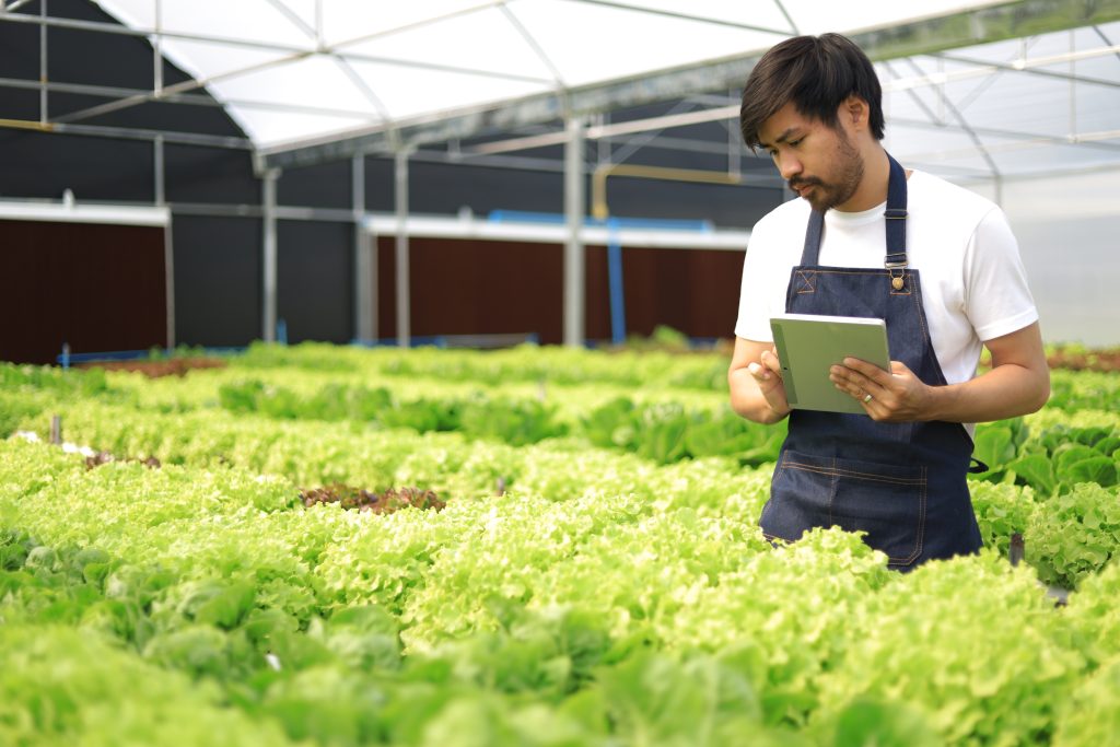 Modern farmer working in a hydroponics greenhouse uses tablet to control various systems in the greenhouse for healthy plant growth. Modern agricultural technology for analyzing plant growth.