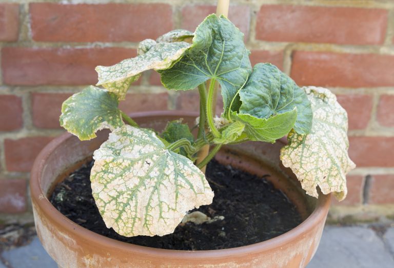 Mosaic virus on the leaves of a cucumber plant in a UK garden