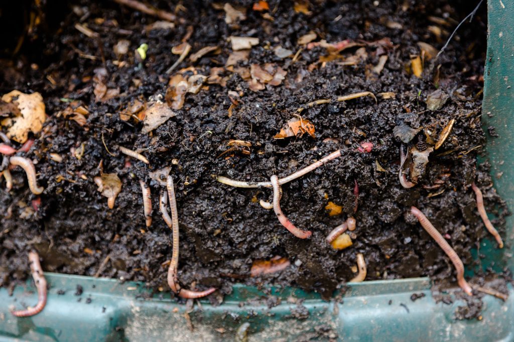 Natural, processed homemade compost in a plastic barrel with visible earthworms and the remains of waste. Horizontal full frame composition