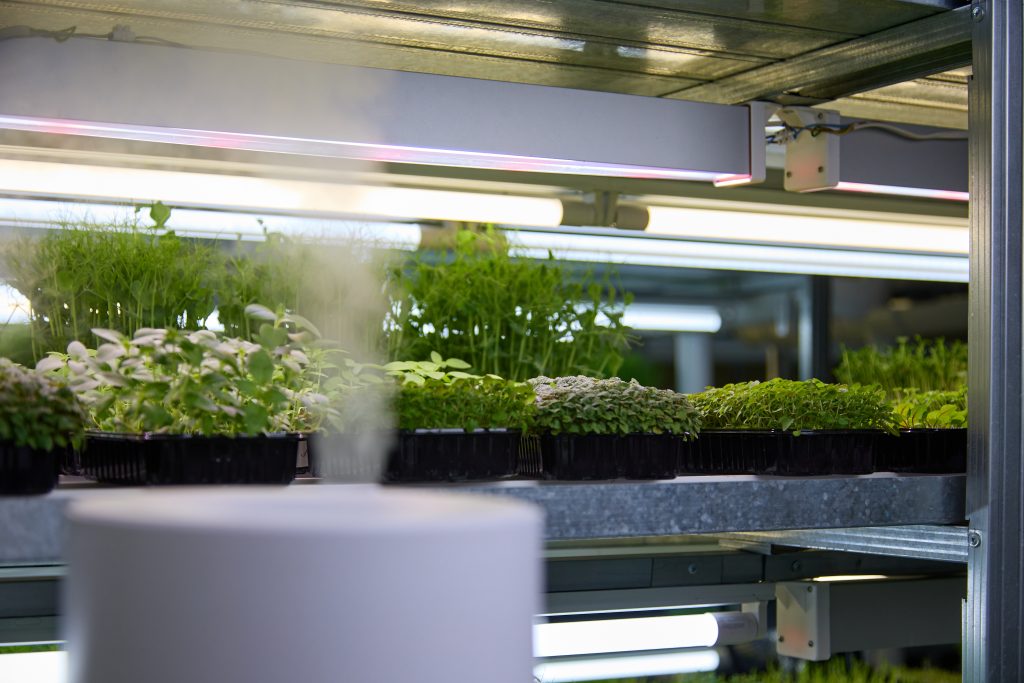 On a green farm, a certain level of humidity is maintained using a sprayer. To humidify air and create special microclimate in greenhouse for growing microgreens, an automatic water sprayer is used.