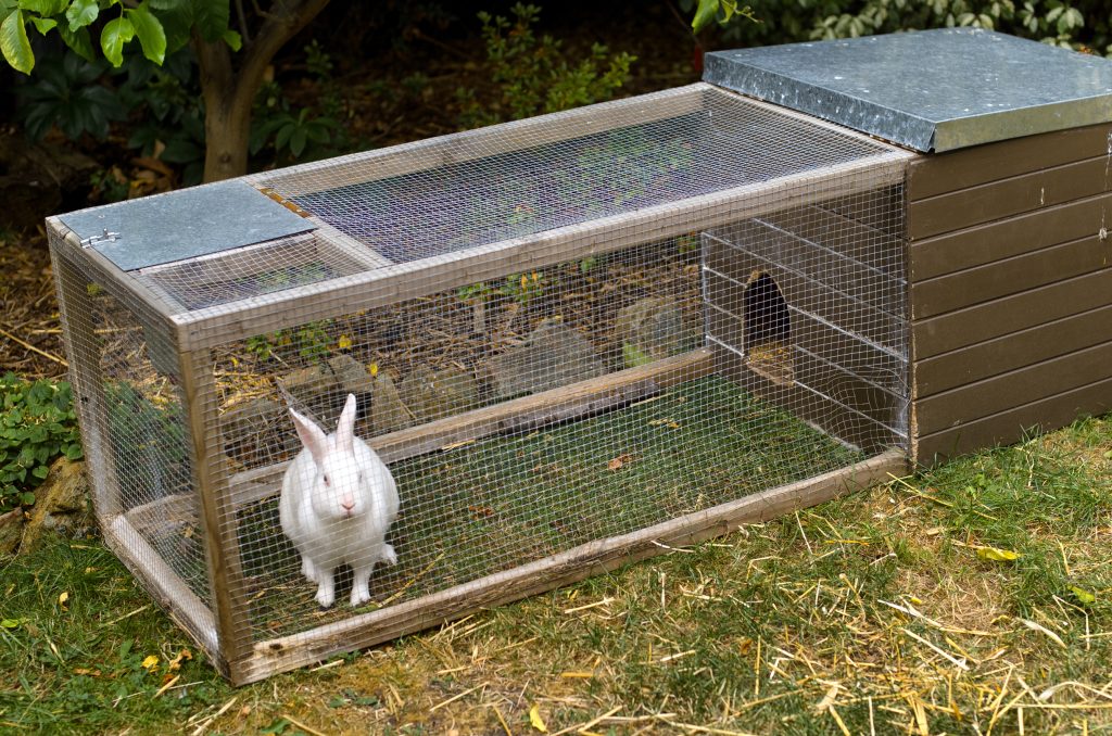 Pet white rabbit in rabbit hutch enclosure in suburban backyardPet white rabbit in rabbit hutch enclosure in suburban backyard