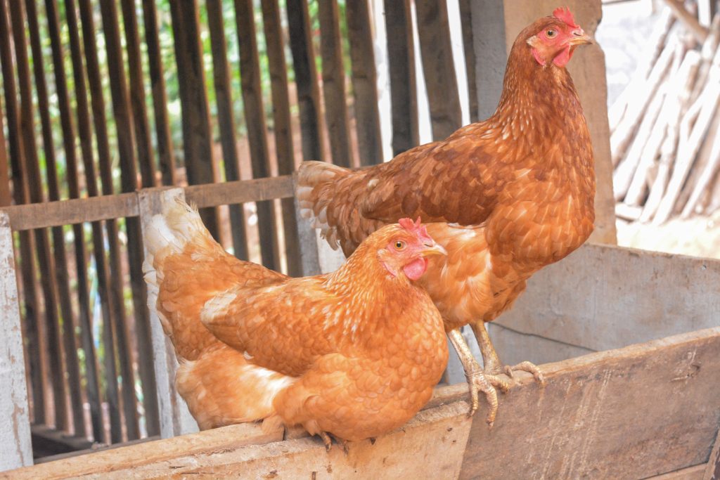 Photo of some native chickens