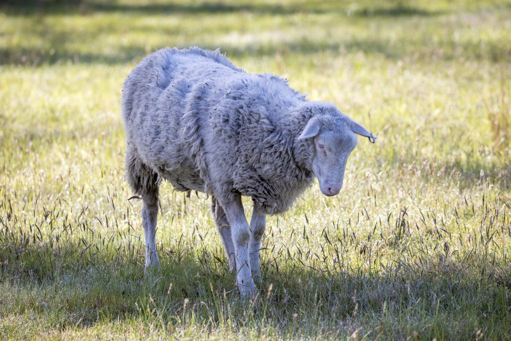 Photograph of white woolly sheep grazing on lush green grass in a large agricultural field in The Blue Mountains in Australia