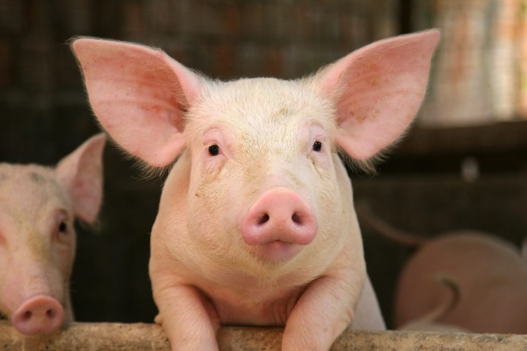 Pig leaning over the railing of his cot