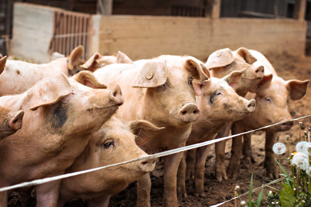 Pigs on the farm. Happy pigs on pig farm. piglets