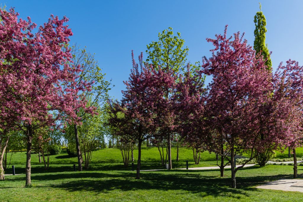 Pink blooming apple tree Malus pumila 'Niedzwetzkyana' against the blue sky. Dark pink inflorescences on Nedzwiecki apple trees. Public landscape city park "Krasnodar" or Galitsky park.